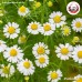 ชาดอกคาโมมายล์ (Chamomile) ดอกคาโมมายล์แห้ง ขนาด 250 กรัม ชาดอกคาโมมายล์ (Chamomile) ดอกคาโมมายล์แห้ง ขนาด 250 กรัม