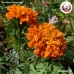 ชาดอกดาวเรือง (Marigold) ดอกดาวเรืองแห้ง ขนาด 250 กรัม ชาดอกดาวเรือง (Marigold) ดอกดาวเรืองแห้ง ขนาด 250 กรัม