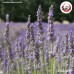 ชาดอกลาเวนเดอร์ (Lavender) ดอกลาเวนเดอร์แห้ง ขนาด 250 กรัม ชาดอกลาเวนเดอร์ (Lavender) ดอกลาเวนเดอร์แห้ง ขนาด 250 กรัม