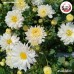 ก้งเก็ก (ดอกเก๊กฮวยขาว) 白菊花 ขนาด 250 กรัม ก้งเก็ก (ดอกเก๊กฮวยขาว) 白菊花 ขนาด 250 กรัม