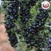 เก๋ากี้ดำ โกจิเบอรี่ดำ เม็ดใหญ่พิเศษ (Black Gojiberry) ขนาด 250 กรัม เก๋ากี้ดำ โกจิเบอรี่ดำ เม็ดใหญ่พิเศษ (Black Gojiberry) ขนาด 250 กรัม