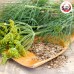 เทียนแตน (Dill Seeds) เทียนตาตั๊กแตน ขนาด 1 กิโลกรัม เทียนแตน (Dill Seeds) เทียนตาตั๊กแตน ขนาด 1 กิโลกรัม