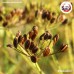 เทียนแตน (Dill Seeds) เทียนตาตั๊กแตน ขนาด 1 กิโลกรัม เทียนแตน (Dill Seeds) เทียนตาตั๊กแตน ขนาด 1 กิโลกรัม