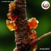 ยางท้อหิมะ อำพันดอกท้อ (Peach Gum) ขนาด 500 กรัม ยางท้อหิมะ อำพันดอกท้อ (Peach Gum) ขนาด 500 กรัม