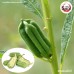 งาขาว (White Sesame) ขนาด 1 กิโลกรัม งาขาว (White Sesame) ขนาด 1 กิโลกรัม