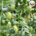 ถั่วลูกไก่ (Chickpeas) ขนาด 250 กรัม ถั่วลูกไก่ (Chickpeas) ขนาด 250 กรัม