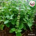 เม็ดแมงลัก (Basil Seeds) ขนาด 1 กิโลกรัม เม็ดแมงลัก (Basil Seeds) ขนาด 1 กิโลกรัม
