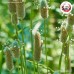 ไซเลี่ยมฮัสค์ แบบเกล็ด (Psyllium Husk) ขนาด 1 กิโลกรัม ไซเลี่ยมฮัสค์ แบบเกล็ด (Psyllium Husk) ขนาด 1 กิโลกรัม