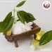 การบูร (Camphor) ขนาด 1 กิโลกรัม การบูร (Camphor) ขนาด 1 กิโลกรัม