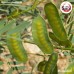 ฝักมะขามแขก (Indian Senna Pods) ขนาด 1 กิโลกรัม ฝักมะขามแขก (Indian Senna Pods) ขนาด 1 กิโลกรัม