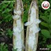 เมล็ดเพกา (ไชเตียจั้ว) 木蝴蝶 ขนาด 1 กิโลกรัม เมล็ดเพกา (ไชเตียจั้ว) 木蝴蝶 ขนาด 1 กิโลกรัม
