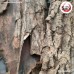 โต่วต๋ง ฉุ่ย (Du Zhong) 杜仲 ขนาด 1 กิโลกรัม โต่วต๋ง ฉุ่ย (Du Zhong) 杜仲 ขนาด 1 กิโลกรัม