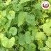 ใบบัวบกผง (Gotu kola Leaves Powder) ขนาด 1 กิโลกรัม ใบบัวบกผง (Gotu kola Leaves Powder) ขนาด 1 กิโลกรัม