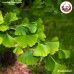 ใบแปะก๊วยแห้ง (Ginkgo biloba) ขนาด 1 กิโลกรัม ใบแปะก๊วยแห้ง (Ginkgo biloba) ขนาด 1 กิโลกรัม