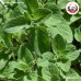 ออริกาโน (Oregano) ขนาด 1 กิโลกรัม ออริกาโน (Oregano) ขนาด 1 กิโลกรัม