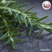 โรสแมรี่ (Rosemary) ขนาด 1 กิโลกรัม โรสแมรี่ (Rosemary) ขนาด 1 กิโลกรัม