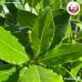 ใบเบย์ (Bay Leaf) ขนาด 1 กิโลกรัม ใบเบย์ (Bay Leaf) ขนาด 1 กิโลกรัม