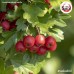 เซียงจา แบบไร้เม็ด ซานจา (Hawthorn Fruit) 山楂 ขนาด 1 กิโลกรัม เซียงจา แบบไร้เม็ด ซานจา (Hawthorn Fruit) 山楂 ขนาด 1 กิโลกรัม