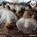 เห็ดเยื่อไผ่แห้ง (Bamboo Fungus) 竹荪 ขนาด 100 กรัม เห็ดเยื่อไผ่แห้ง (Bamboo Fungus) 竹荪 ขนาด 100 กรัม