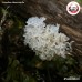 เห็ดหูหนูขาวแห้ง (Snow Fungus) 白木耳 ขนาด 500 กรัม เห็ดหูหนูขาวแห้ง (Snow Fungus) 白木耳 ขนาด 500 กรัม