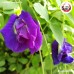 ดอกอัญชันแห้ง (Butterfly Pea) ขนาด 250 กรัม ดอกอัญชันแห้ง (Butterfly Pea) ขนาด 250 กรัม