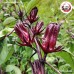 ดอกกระเจี๊ยบตากแห้ง เบอร์ 1 (Rosella) ขนาด 1 กิโลกรัม ดอกกระเจี๊ยบตากแห้ง เบอร์ 1 (Rosella) ขนาด 1 กิโลกรัม