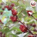 ดอกกระเจี๊ยบตากแห้ง เบอร์ 0 (Rosella) ขนาด 1 กิโลกรัม ดอกกระเจี๊ยบตากแห้ง เบอร์ 0 (Rosella) ขนาด 1 กิโลกรัม