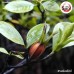 ลูกพุด เบอร์ 1 เม็ดพุด (จุยกีจี้) 水枝子 ขนาด 1 กิโลกรัม ลูกพุด เบอร์ 1 เม็ดพุด (จุยกีจี้) 水枝子 ขนาด 1 กิโลกรัม