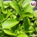 หญ้าหวานแห้ง เบอร์ 0 (Stevia) ขนาด 1 กิโลกรัม หญ้าหวานแห้ง เบอร์ 0 (Stevia) ขนาด 1 กิโลกรัม