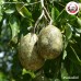 มะตูม แบบผง (Bael Fruit Powder) ขนาด 1 กิโลกรัม มะตูม แบบผง (Bael Fruit Powder) ขนาด 1 กิโลกรัม