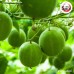 หล่อฮังก๊วย แบบแตก เบอร์ 1 (Monk Fruit) 羅漢果 ขนาด 1 กิโลกรัม หล่อฮังก๊วย แบบแตก เบอร์ 1 (Monk Fruit) 羅漢果 ขนาด 1 กิโลกรัม