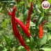 พริกชี้ฟ้าแดงไร้ก้าน (Red Spur Chili) ขนาด 1 กิโลกรัม พริกชี้ฟ้าแดงไร้ก้าน (Red Spur Chili) ขนาด 1 กิโลกรัม