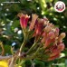 ก้านกานพลู (Clove Stem) ขนาด 1 กิโลกรัม ก้านกานพลู (Clove Stem) ขนาด 1 กิโลกรัม