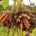 ขมิ้นชัน เบอร์ 1 (Turmeric) ขนาด 1 กิโลกรัม ขมิ้นชัน เบอร์ 1 (Turmeric) ขนาด 1 กิโลกรัม