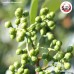 ชวงเจียเขียว แบบผง พริกหอมเขียว (Sichuan Pepper) 川椒 ขนาด 1 กิโลกรัม ชวงเจียเขียว แบบผง พริกหอมเขียว (Sichuan Pepper) 川椒 ขนาด 1 กิโลกรัม