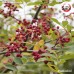 ชวงเจียแดง เบอร์ 3A พริกหอมแดง (Sichuan Pepper) 川椒 ขนาด 500 กรัม ชวงเจียแดง เบอร์ 3A พริกหอมแดง (Sichuan Pepper) 川椒 ขนาด 500 กรัม