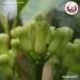 กานพลู เบอร์ 0 (Clove) 丁香 ขนาด 500 กรัม กานพลู เบอร์ 0 (Clove) 丁香 ขนาด 500 กรัม