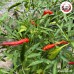 พริกแดงจินดาไร้ก้าน (Red Jinda Chili) ขนาด 500 กรัม พริกแดงจินดาไร้ก้าน (Red Jinda Chili) ขนาด 500 กรัม