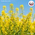 มัสตาร์ดเหลือง Yellow Mustard (แปะไก่จี้) 白芥子 ขนาด 1 กิโลกรัม มัสตาร์ดเหลือง Yellow Mustard (แปะไก่จี้) 白芥子 ขนาด 1 กิโลกรัม