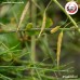 มัสตาร์ดดำ Black Mustard (อั่งไก่จี้) ขนาด 1 กิโลกรัม มัสตาร์ดดำ Black Mustard (อั่งไก่จี้) ขนาด 1 กิโลกรัม