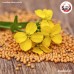 มัสตาร์ดเหลือง Yellow Mustard (แปะไก่จี้) 白芥子 ขนาด 1 กิโลกรัม มัสตาร์ดเหลือง Yellow Mustard (แปะไก่จี้) 白芥子 ขนาด 1 กิโลกรัม