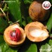 ลูกจันทน์เนื้อยาว ( Nutmeg) ขนาด 1 กิโลกรัม ลูกจันทน์เนื้อยาว ( Nutmeg) ขนาด 1 กิโลกรัม