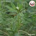 ลูกซัด โอวโลปา (Fenugreek) ขนาด 1 กิโลกรัม ลูกซัด โอวโลปา (Fenugreek) ขนาด 1 กิโลกรัม