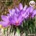 หญ้าฝรั่น (Saffron) ขนาด 1 กรัม หญ้าฝรั่น (Saffron) ขนาด 1 กรัม