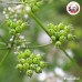 เม็ดผักชี เบอร์ 0 ง่วงจี้ (Coriander Seed) ขนาด 1 กิโลกรัม เม็ดผักชี เบอร์ 0 ง่วงจี้ (Coriander Seed) ขนาด 1 กิโลกรัม