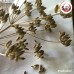 เทียนข้าวเปลือก (เสี่ยวฮวย) 小茴香 ขนาด 1 กิโลกรัม เทียนข้าวเปลือก (เสี่ยวฮวย) 小茴香 ขนาด 1 กิโลกรัม