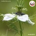 เทียนดำ (Black Cumin) ขนาด 1 กิโลกรัม เทียนดำ (Black Cumin) ขนาด 1 กิโลกรัม
