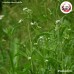เทียนแดง (Garden Cress) ขนาด 1 กิโลกรัม เทียนแดง (Garden Cress) ขนาด 1 กิโลกรัม