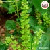 เทียนขาว (Cumin) ยี่หร่า ขนาด 1 กิโลกรัม เทียนขาว (Cumin) ยี่หร่า ขนาด 1 กิโลกรัม