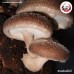 เห็ดหอม แบบผง (Shiitake Mushroom Powder) ขนาด 500 กรัม เห็ดหอม แบบผง (Shiitake Mushroom Powder) ขนาด 500 กรัม